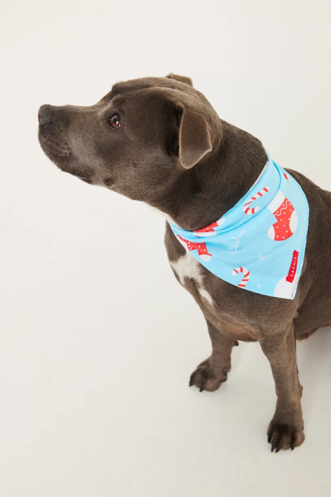 CACHIA Jolly Blue Pet Bandana Clearance