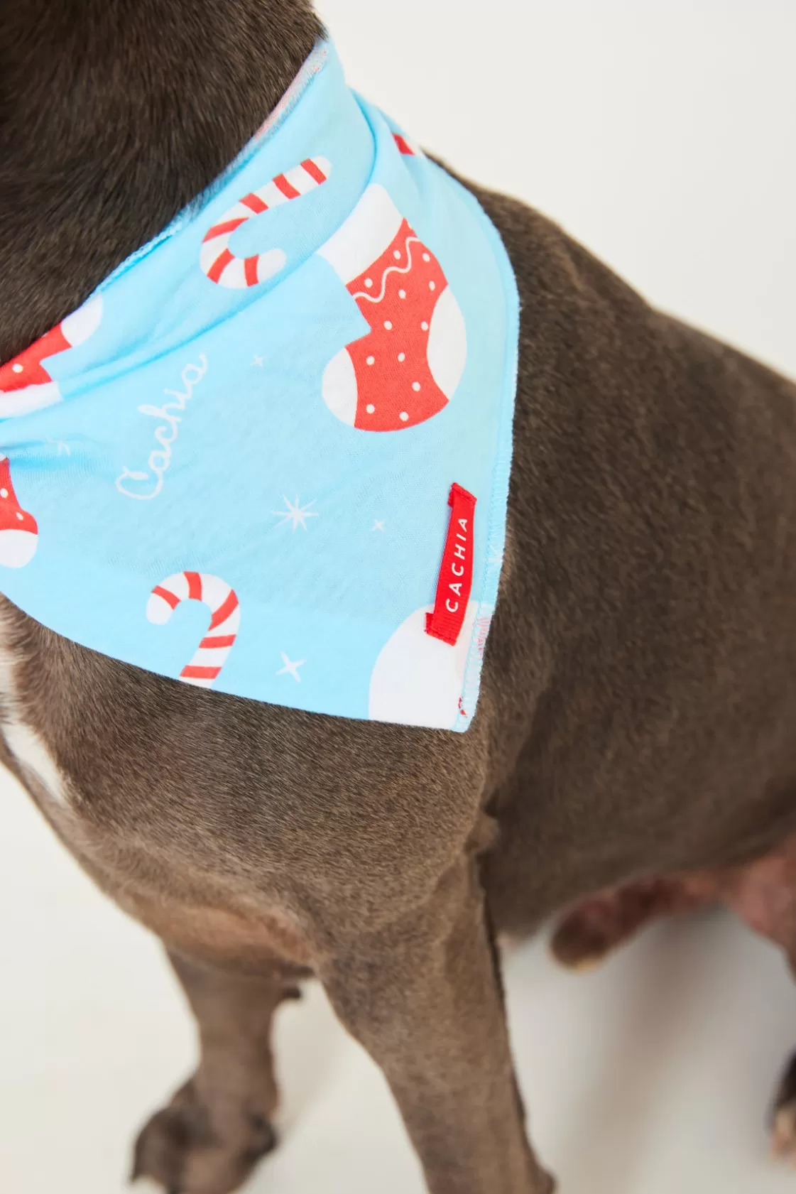 CACHIA Jolly Blue Pet Bandana Clearance