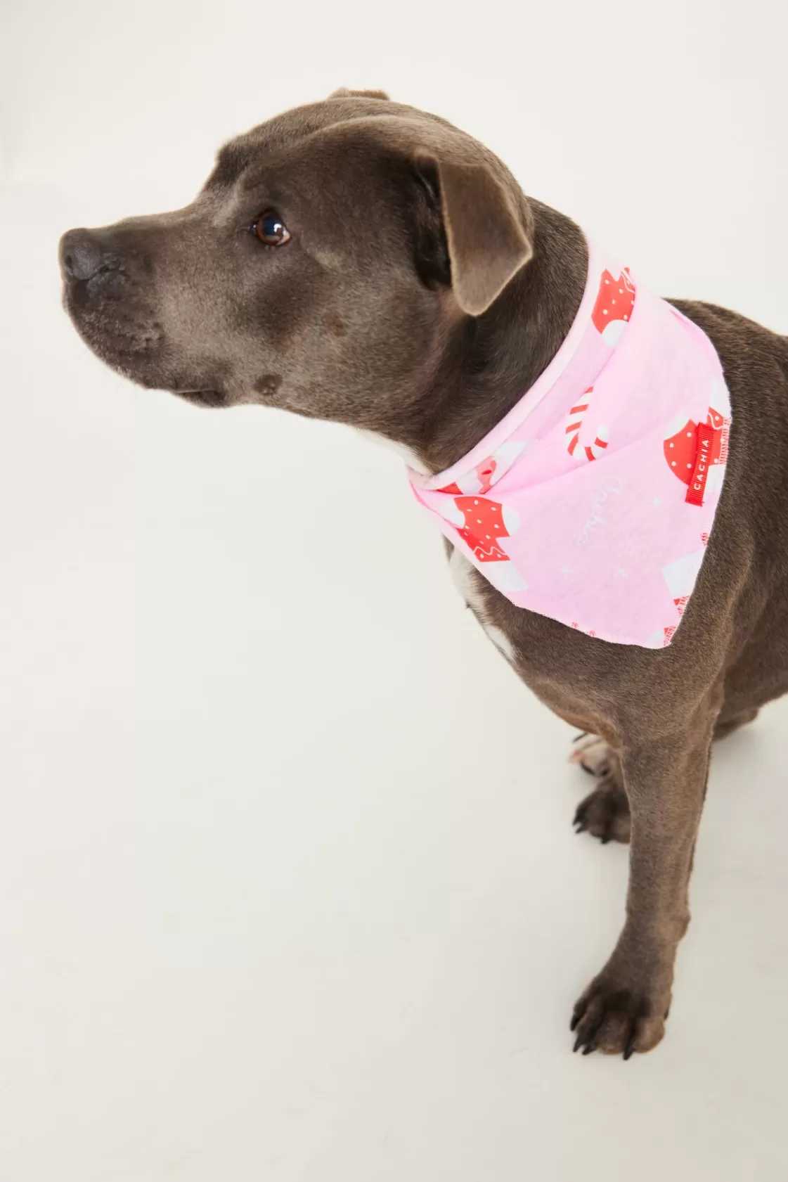 CACHIA Jolly Pink Pet Bandana Sale