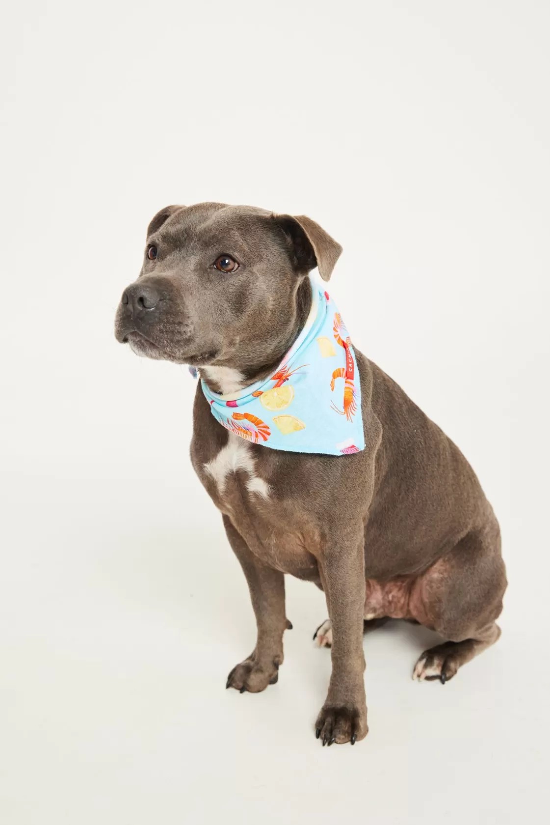 CACHIA Shrimp on the Barbie Mint Pet Bandana Clearance